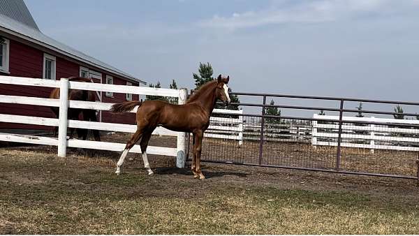 usef-canadian-colt