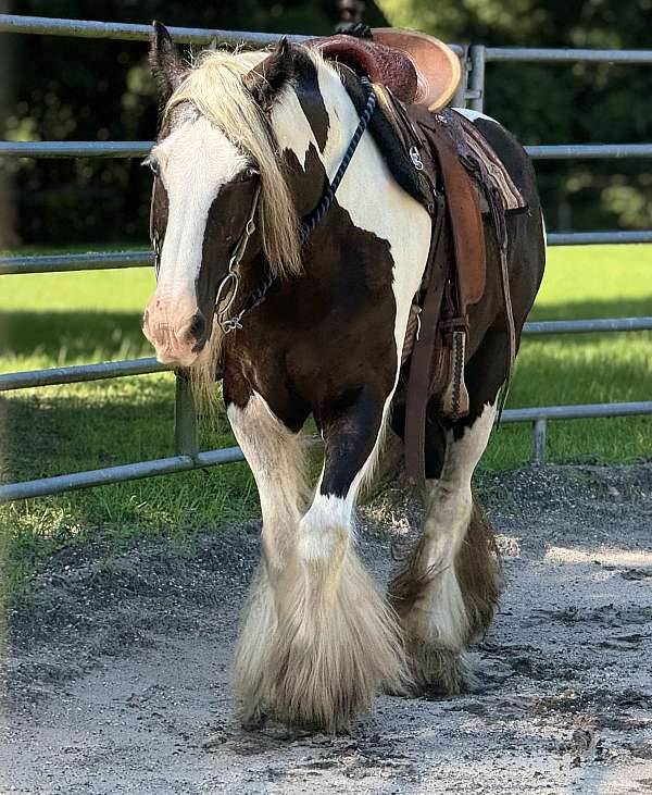 all-around-gypsy-vanner-horse