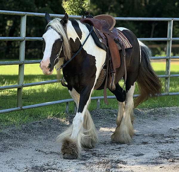 beginner-gypsy-vanner-horse