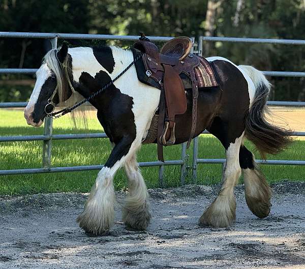 blue-eyed-gypsy-vanner-horse