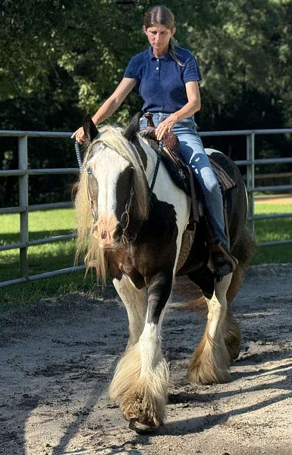 breeding-gypsy-vanner-horse