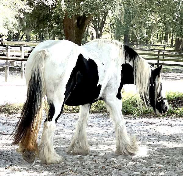 draft-gypsy-vanner-horse