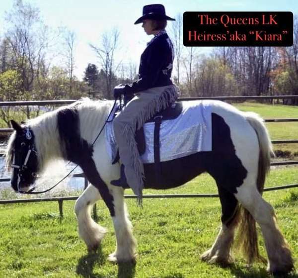 parade-gypsy-vanner-horse