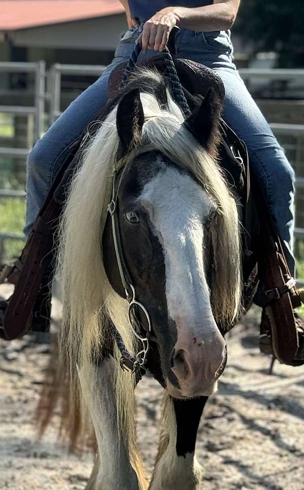 trail-gypsy-vanner-horse