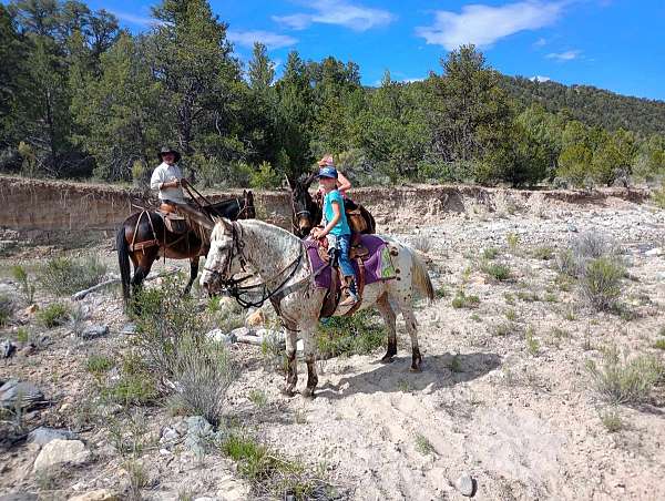 barrels-appaloosa-pony