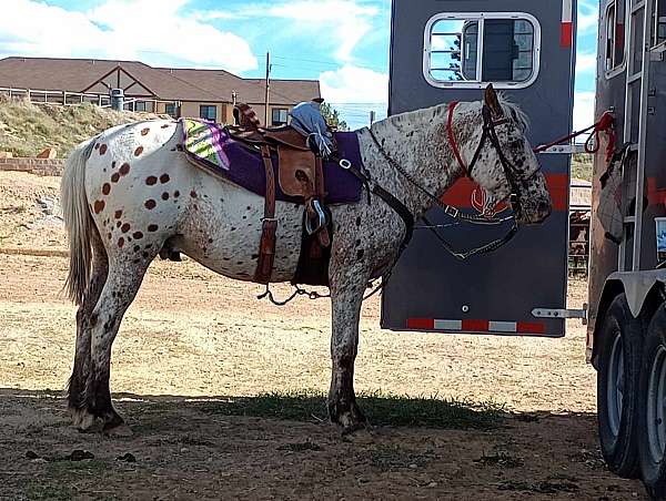 team-roping-poa-pony