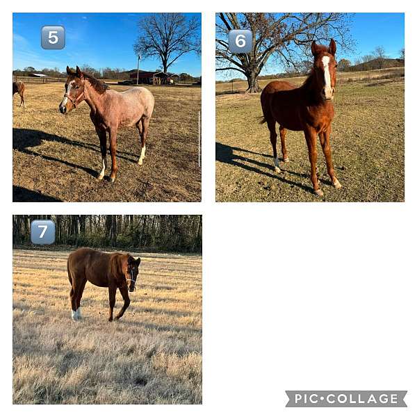 aqpa-quarter-horse-yearling