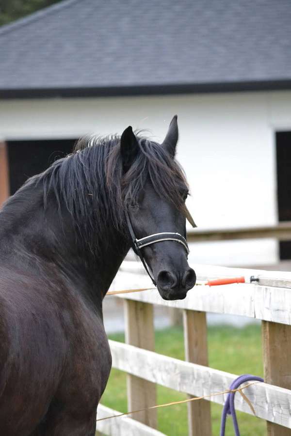 black-friesian-gelding