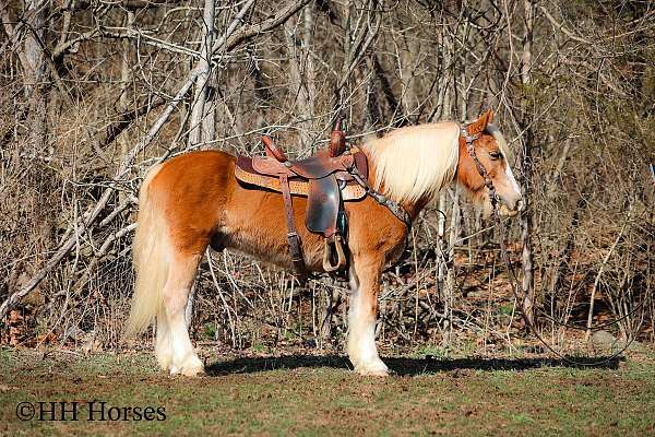 all-around-haflinger-horse