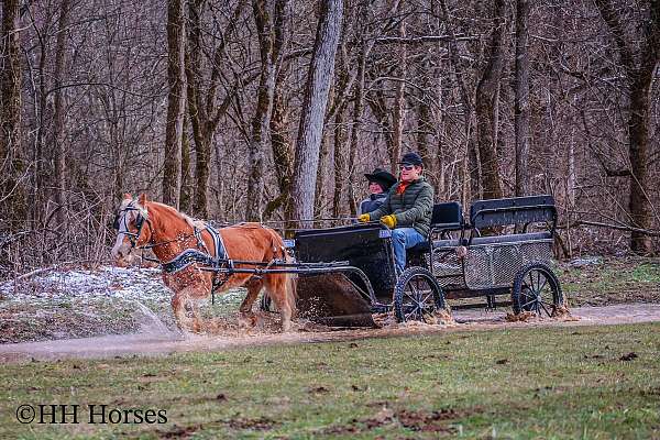 ability-haflinger-horse