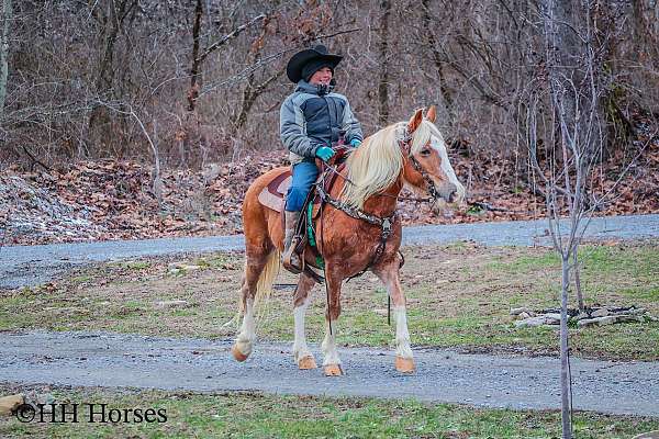 back-up-haflinger-horse