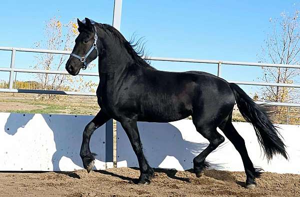 black-friesian-mare