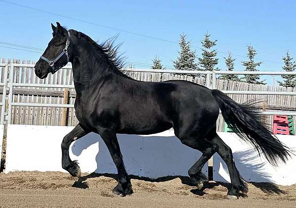 black-fhana-horse