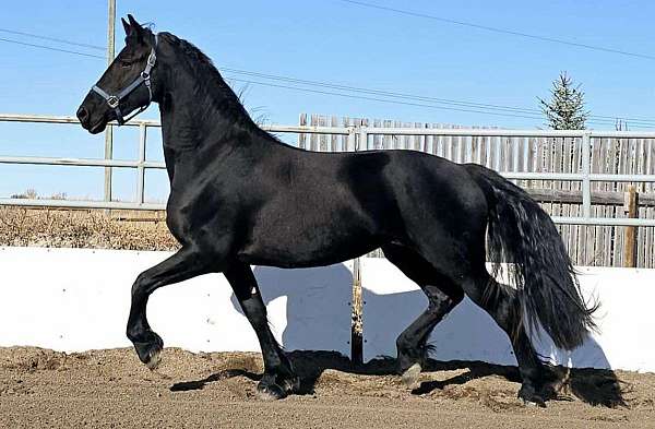 black-fhana-mare