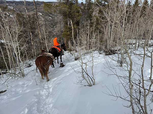 goats-draft-horse