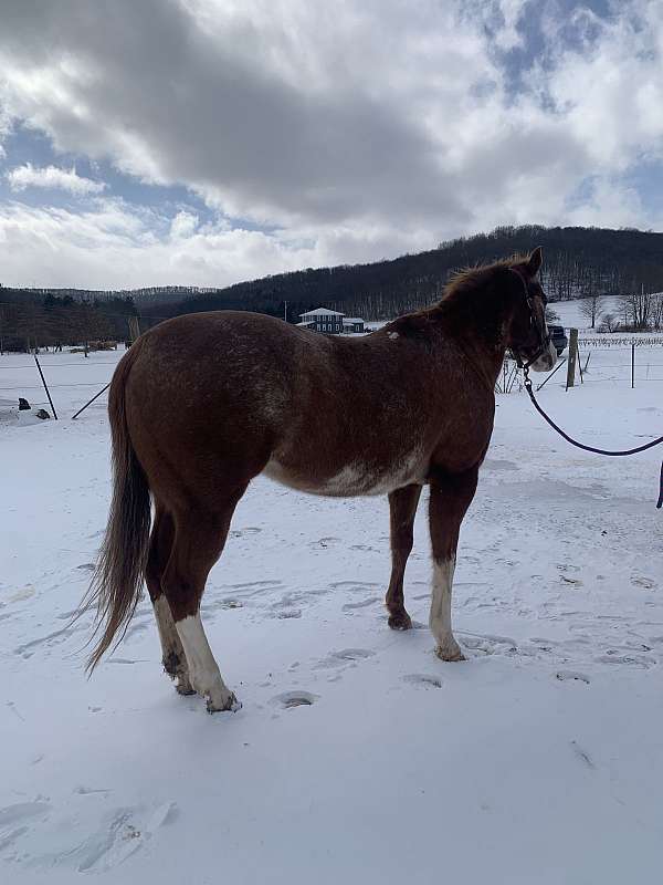 all-around-appaloosa-horse