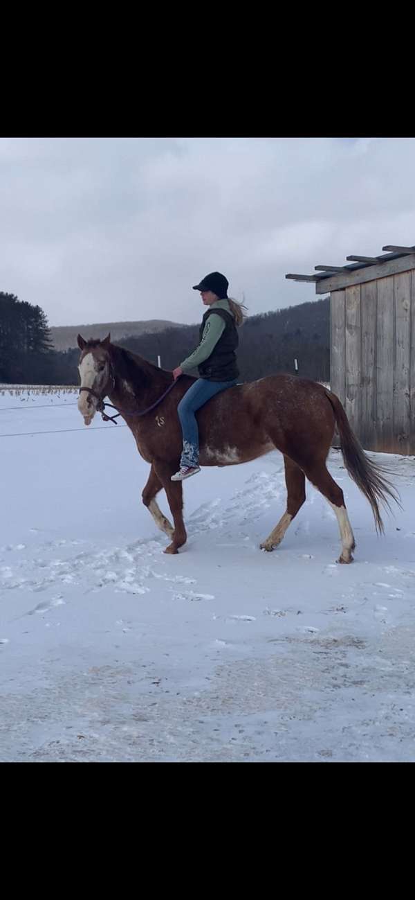 project-appaloosa-horse