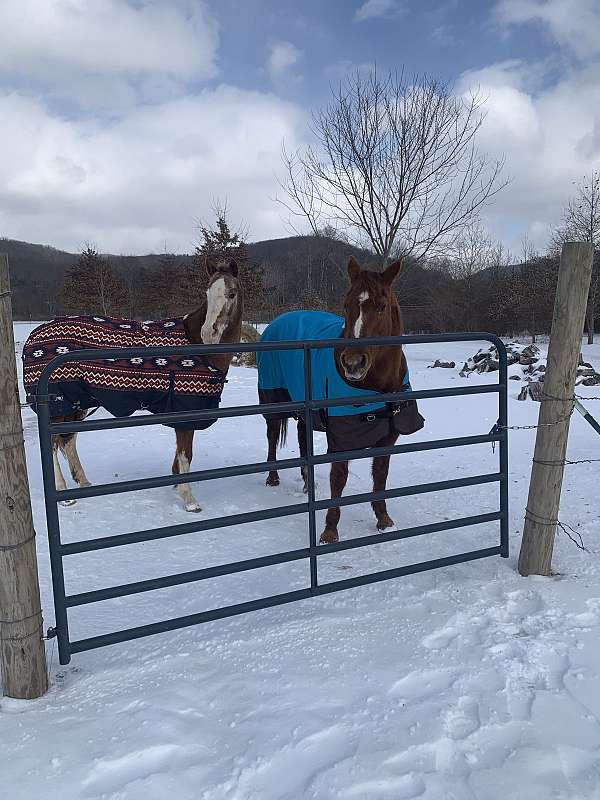 rescue-appaloosa-horse