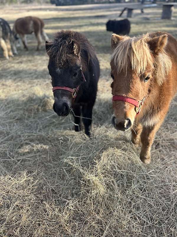 halter-trained-male