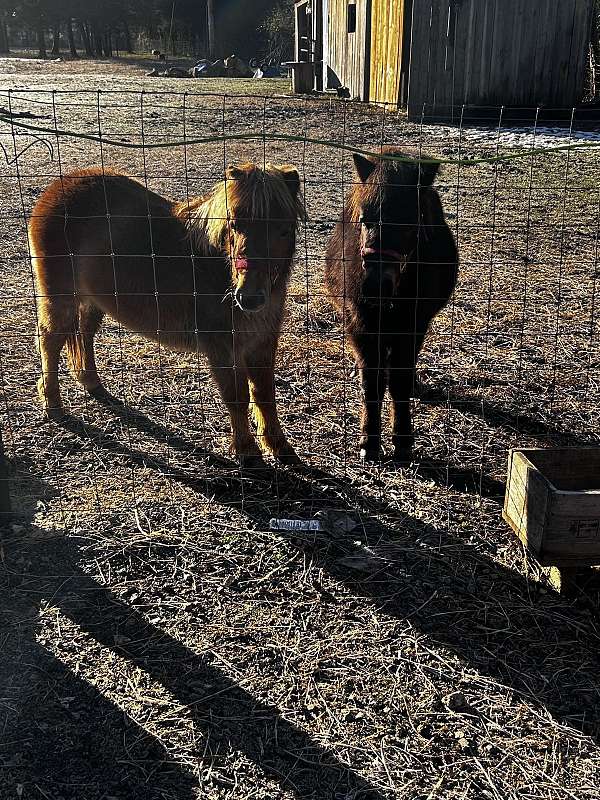 miniature-pony-male