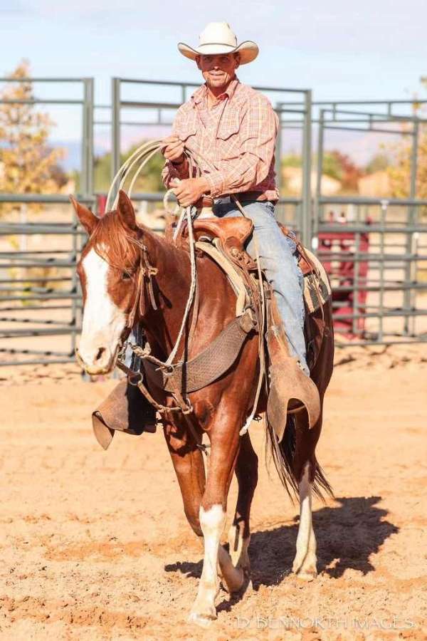 harnessaqha-quarter-horse