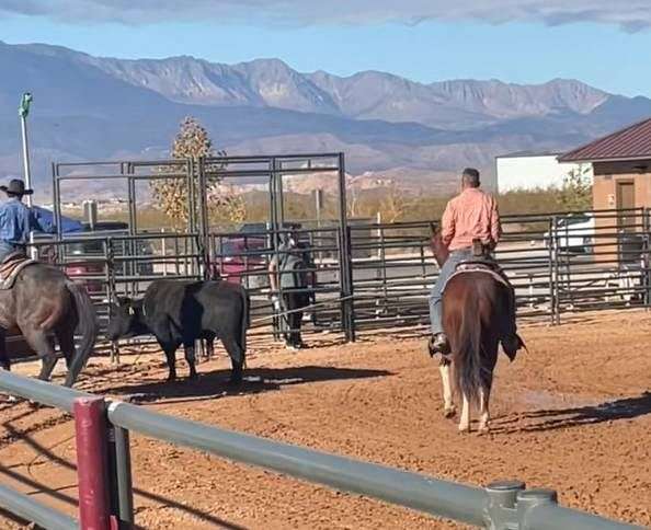 harnessaqha-horse