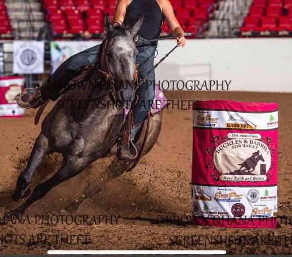 grey-leopard-appy-horse