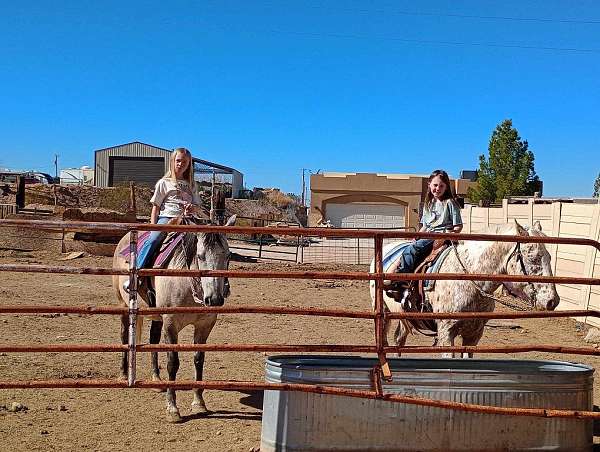 rodeo-quarter-horse