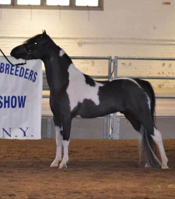 cutting-show-miniature-horse