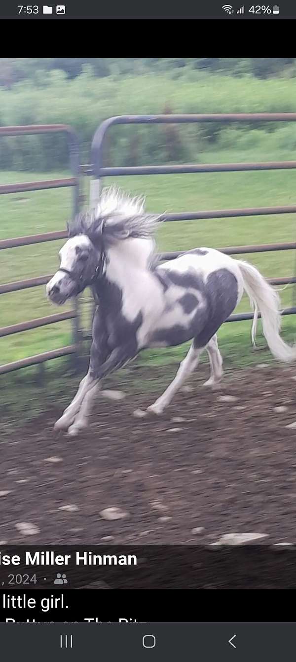 top-pedigree-miniature-horse