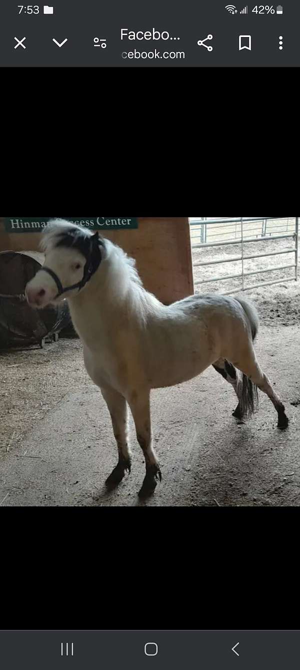 registered-miniature-stallion