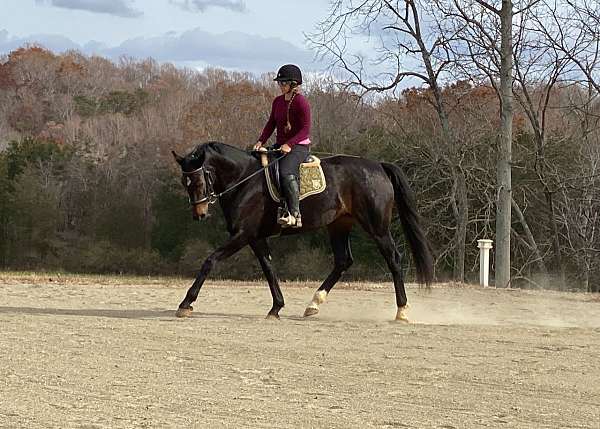 breeding-program-dutch-warmblood-horse