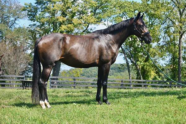 dark-dutch-warmblood-horse