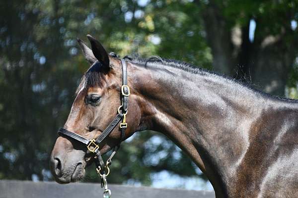 dark-bay-dutch-warmblood-horse