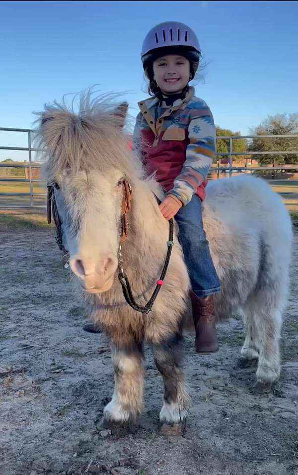 all-around-miniature-pony