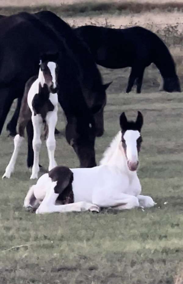 wide-white-blaze-horse