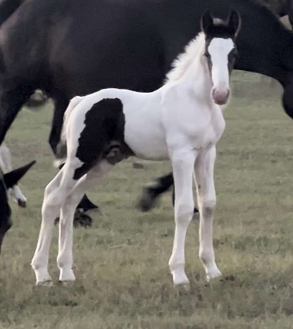 tobiano-wide-white-blaze-horse