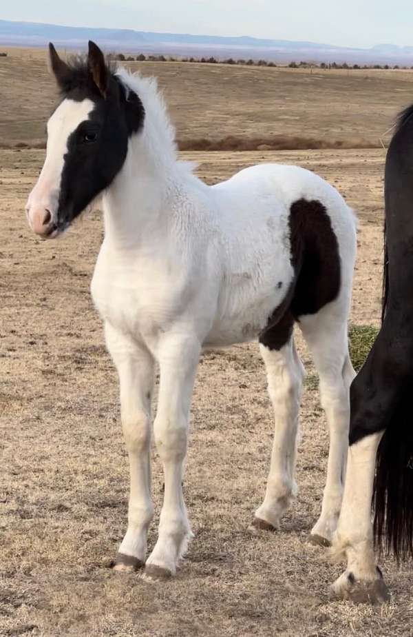 all-around-friesian-horse