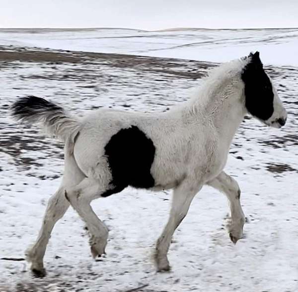 cross-friesian-horse