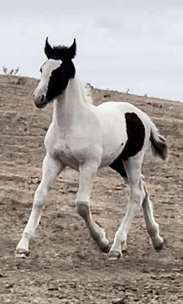 dressage-friesian-horse