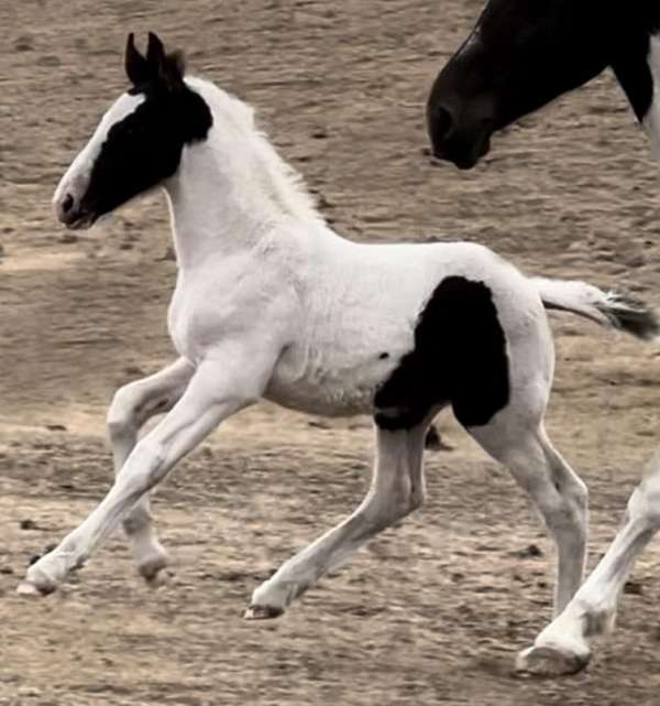 driving-friesian-horse