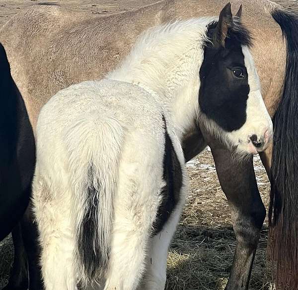 eventing-friesian-horse