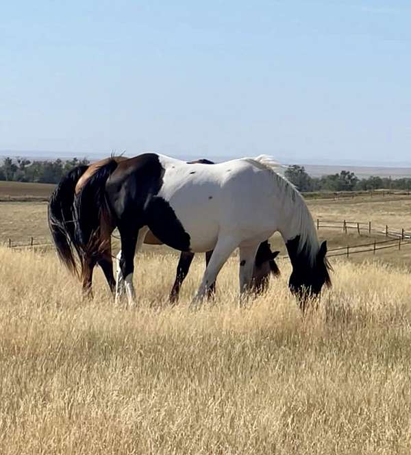 sporthorse-friesian-horse