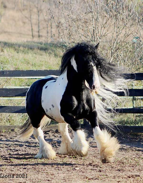 sport-friesian-horse