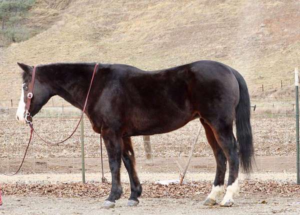 blaze-rear-socks-horse