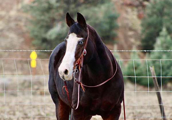 ranch-work-quarter-horse