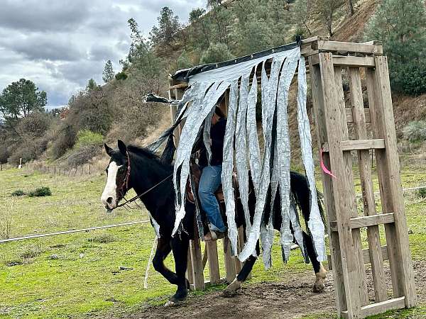 all-around-quarter-horse