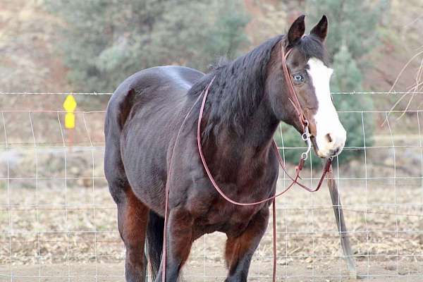 beginner-safe-quarter-horse