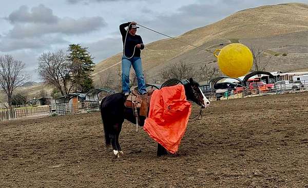 trail-quarter-horse