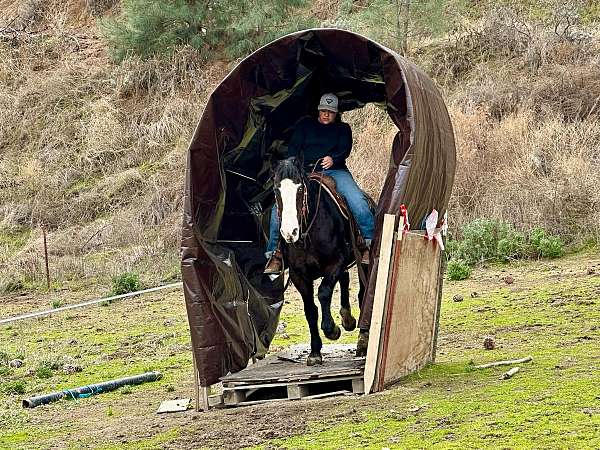 athletic-quarter-horse